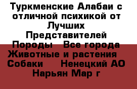 Туркменские Алабаи с отличной психикой от Лучших Представителей Породы - Все города Животные и растения » Собаки   . Ненецкий АО,Нарьян-Мар г.